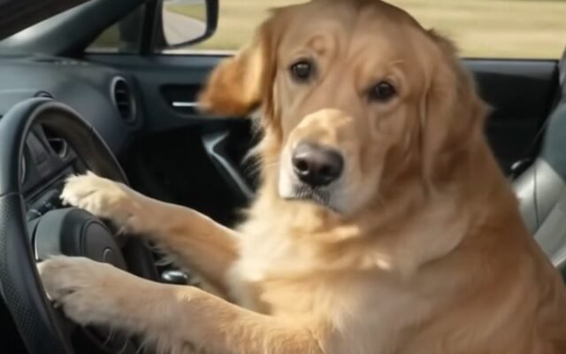 Dog Driver and Cat Passenger: AI Video Prompt
