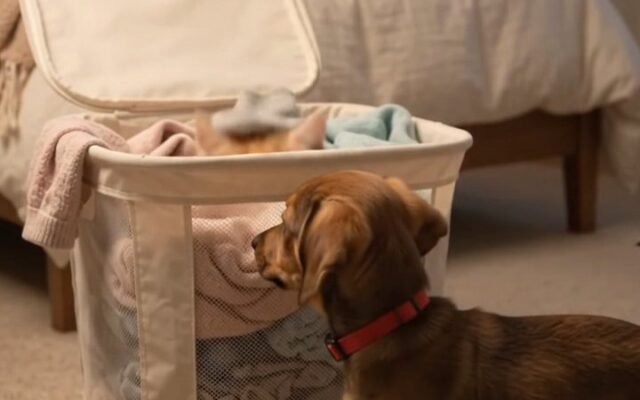 Hamper Hide-and-Seek: Bruno Discovers Milo in the Laundry