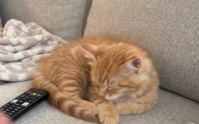 Seat Acquired: Milo the Kitten Asleep on the TV Remote